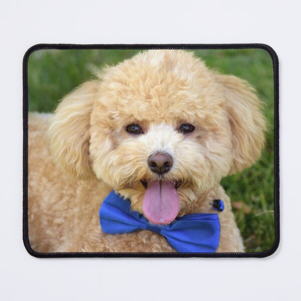 Item preview, The Birthday Boy designed and sold by Tiffany Dryburgh.
