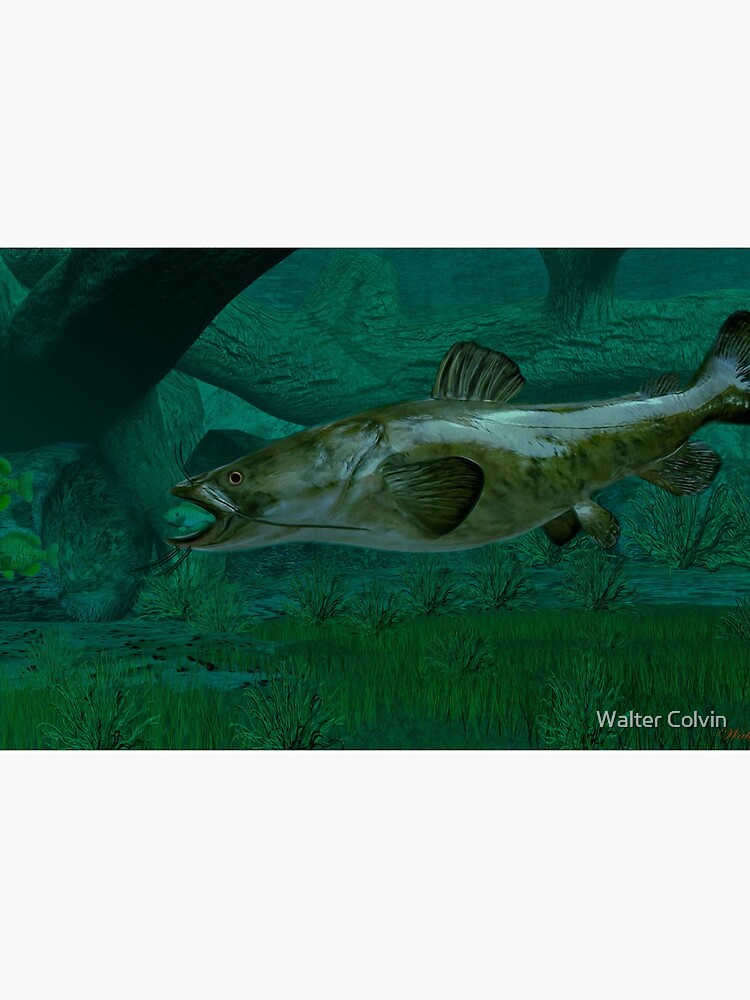 Flathead Catfish Art Board Print for Sale by Walter Colvin
