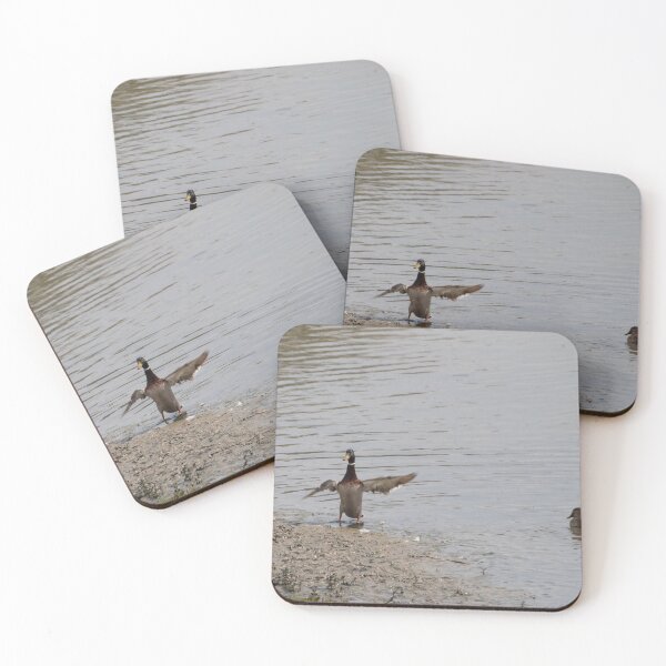 Item preview, Mallards designed and sold by Calidris Fotografie Steffi & Ben Köppler.