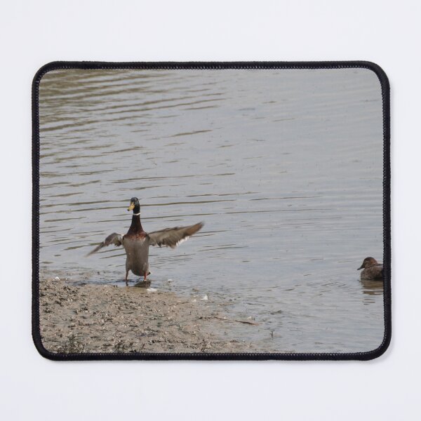 Item preview, Mallards designed and sold by Calidris Fotografie Steffi & Ben Köppler.