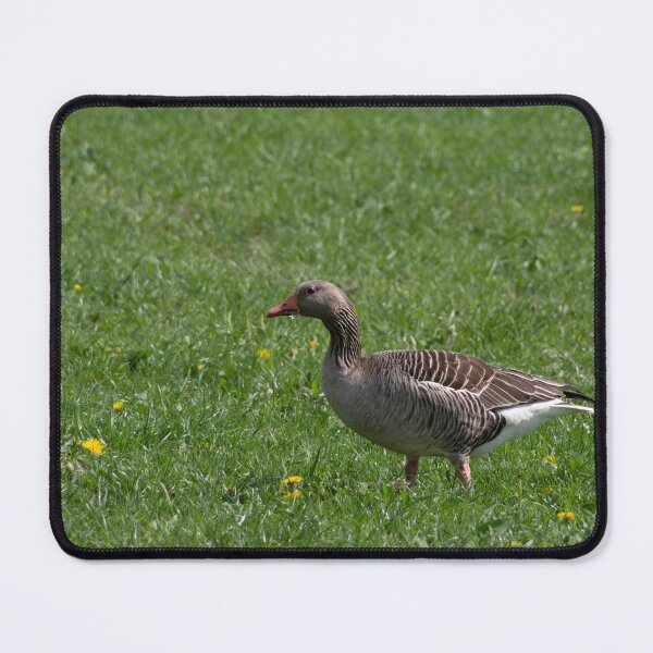 Item preview, greylag goose designed and sold by Calidris Fotografie Steffi & Ben Köppler.