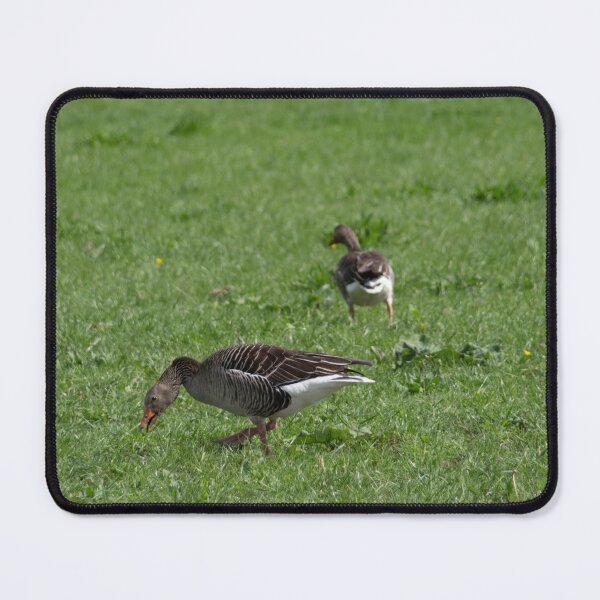 Item preview, Grayleg Geese designed and sold by Calidris Fotografie Steffi & Ben Köppler.