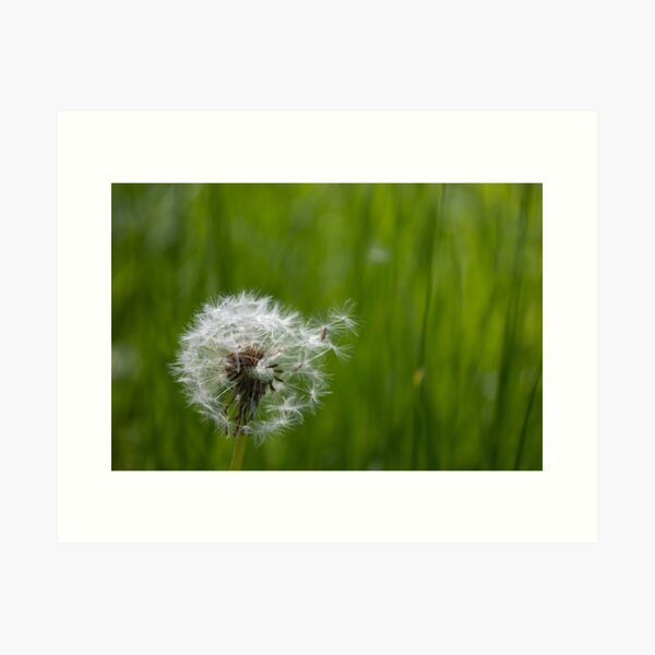 Item preview, Blowball designed and sold by Calidris Fotografie Steffi & Ben Köppler.