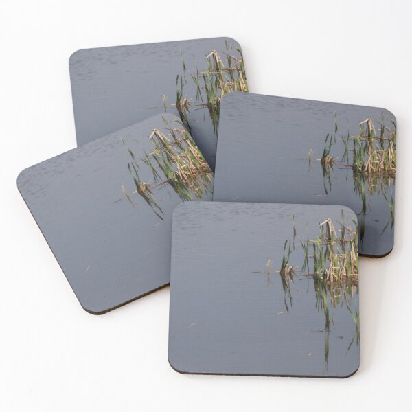 Item preview, Broadleaf Cattail designed and sold by Calidris Fotografie Steffi & Ben Köppler.