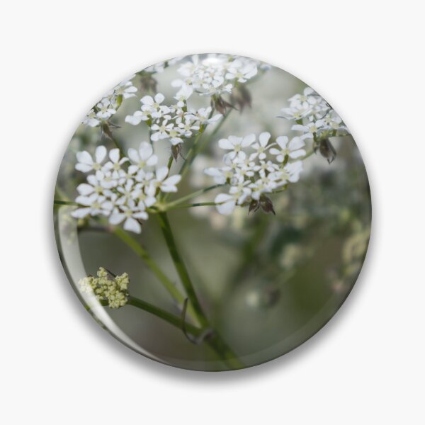 Item preview, Wild Chervil designed and sold by Calidris Fotografie Steffi & Ben Köppler.