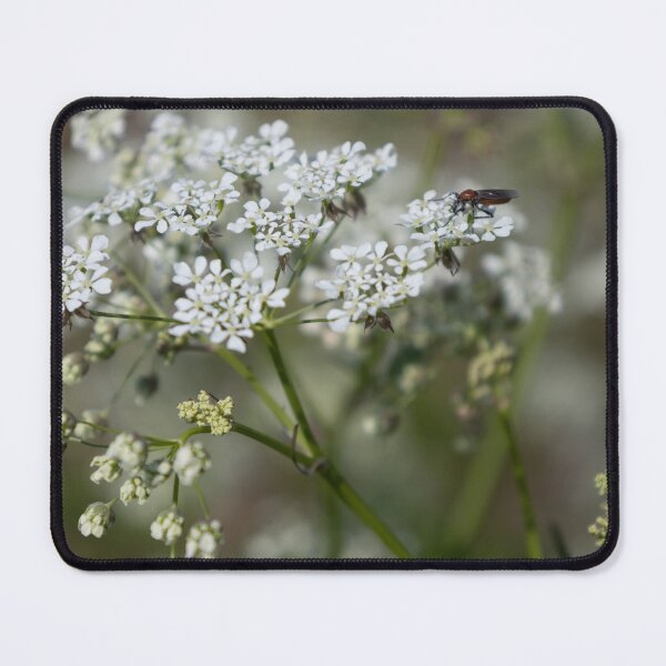 Item preview, Wild Chervil designed and sold by Calidris Fotografie Steffi & Ben Köppler.