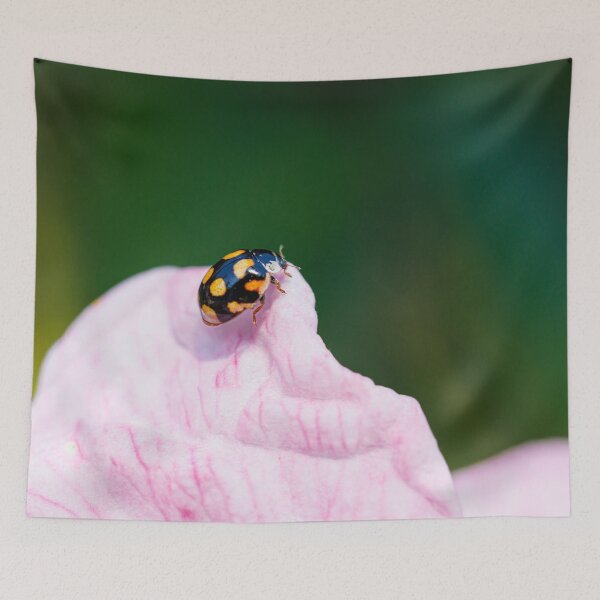 Item preview, An ursine spurleg lady beetle on a pink petal designed and sold by Giuseppe Cammino.