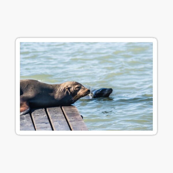 Item preview, Female Sea Lion designed and sold by KensLensDesigns.