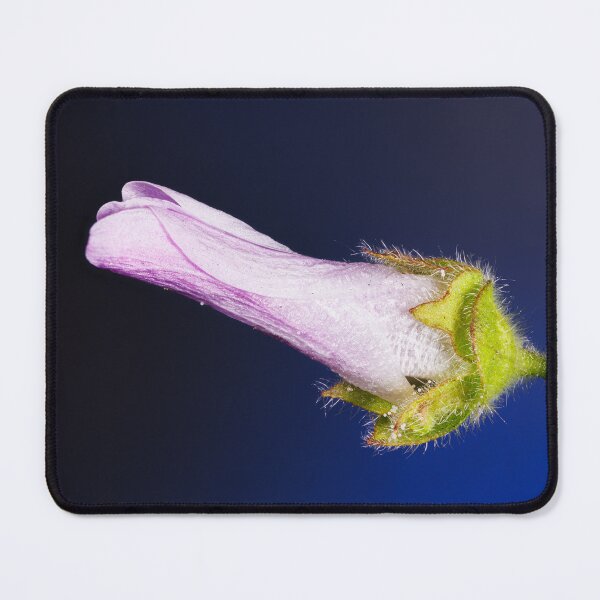 Item preview, A flower of malva sylvestris designed and sold by Giuseppe Cammino.