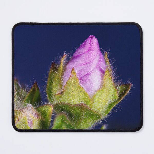 Item preview, A flower of malva sylvestris designed and sold by Giuseppe Cammino.