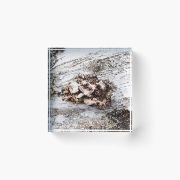 Item preview, Bark Fungus designed and sold by images4design.