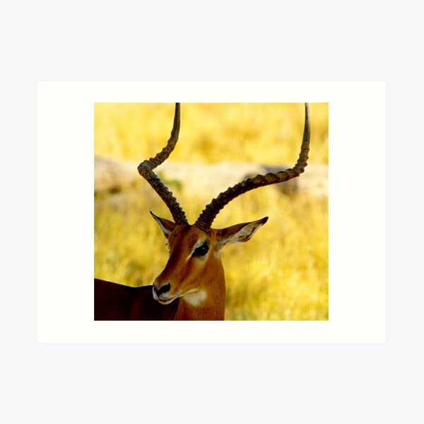 Impala Buck Art Print