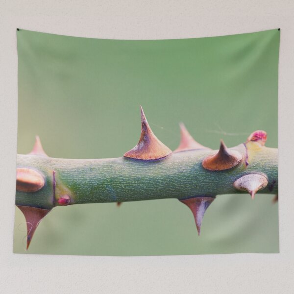 Item preview, Detail of the thorns on a stem of a rose designed and sold by Giuseppe Cammino.