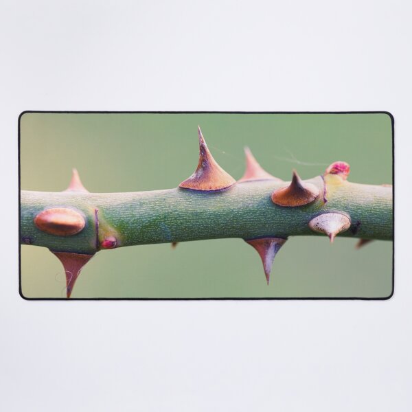Item preview, Detail of the thorns on a stem of a rose designed and sold by Giuseppe Cammino.