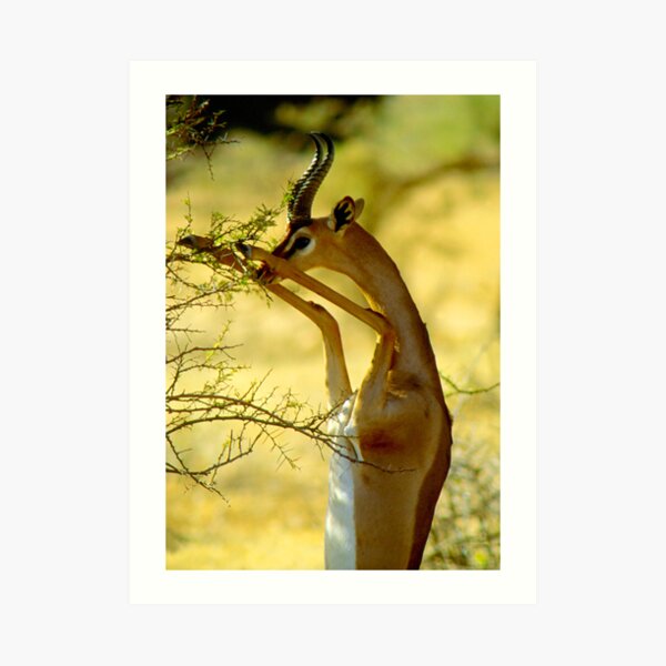 Graceful Art Print