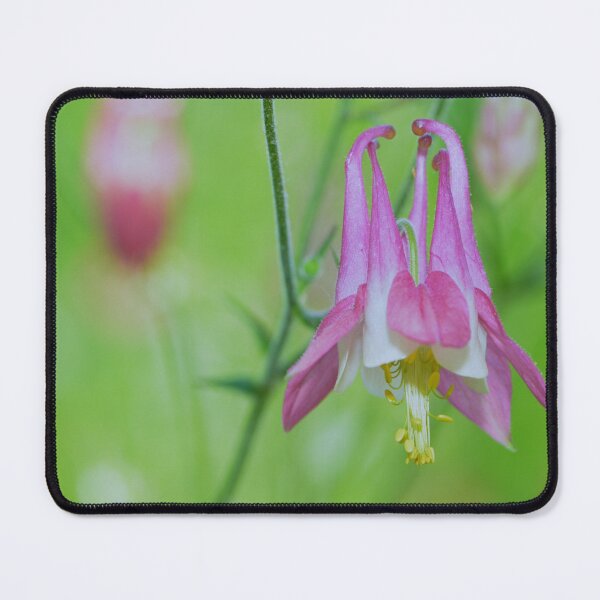 Item preview, Pretty Pink Columbine Flower designed and sold by Paula Betz.