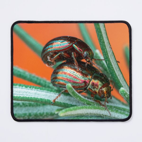 Item preview, Rosemary beetles on rosemary designed and sold by Kittykatnicole.