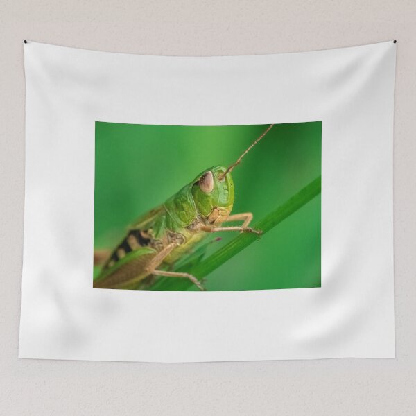 Item preview, Grasshopper on blade of grass designed and sold by Kittykatnicole.