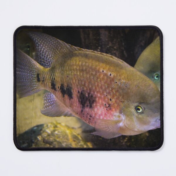 Item preview, Bombastic side eye designed and sold by Belles-Photos.