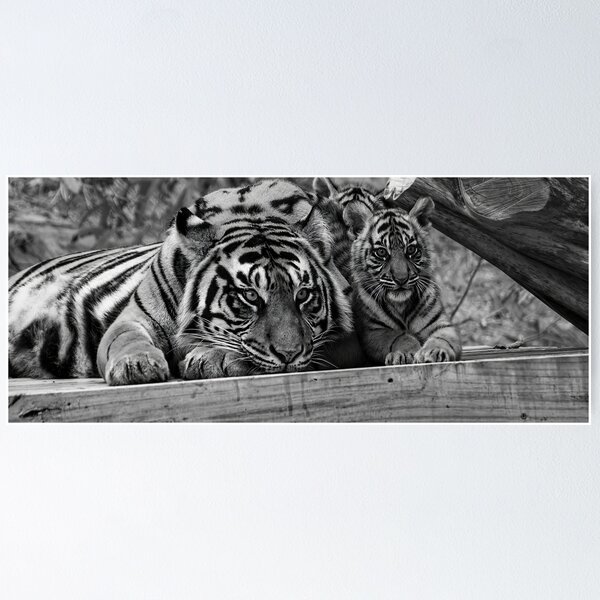 | White for Redbubble Tiger Posters Sale Black