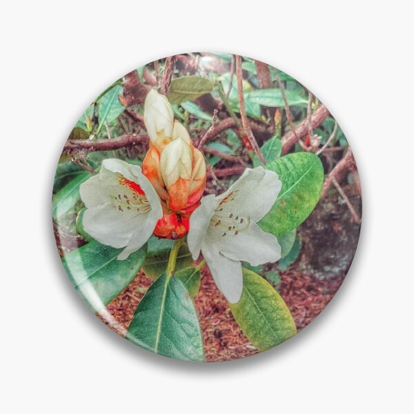Item preview, rhododendron regard designed and sold by Bruce  Dickson.