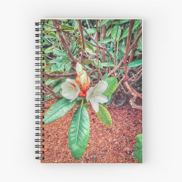 Item preview, rhododendron regard designed and sold by Bruce  Dickson.