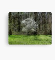 Star Magnolia Tree Canvas Print