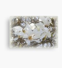 Star Magnolia Blossoms Canvas Print