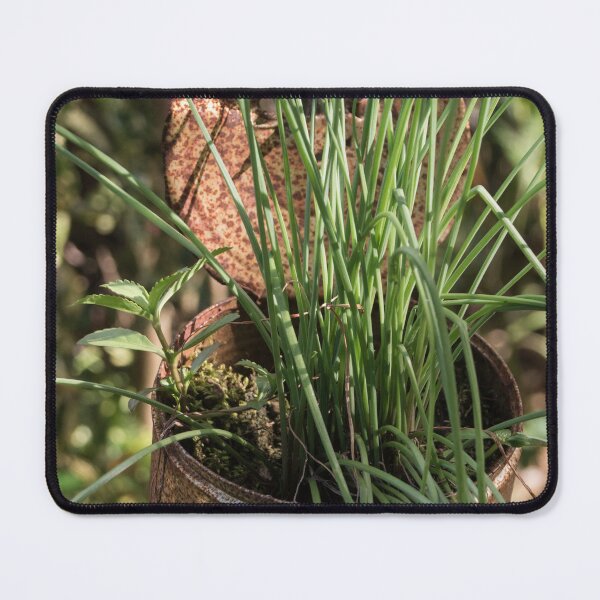 Item preview, Chives designed and sold by ROSE ANN BANILAR.