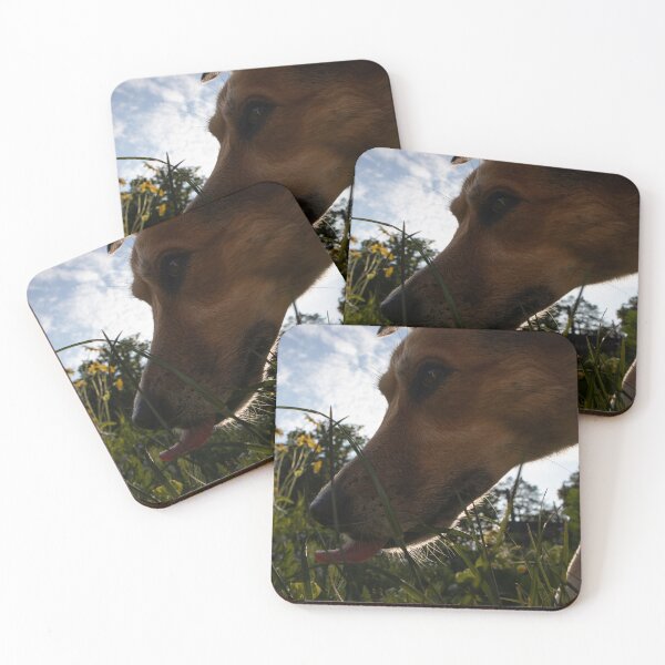 Item preview, Dog exploring designed and sold by Calidris Fotografie Steffi & Ben Köppler.