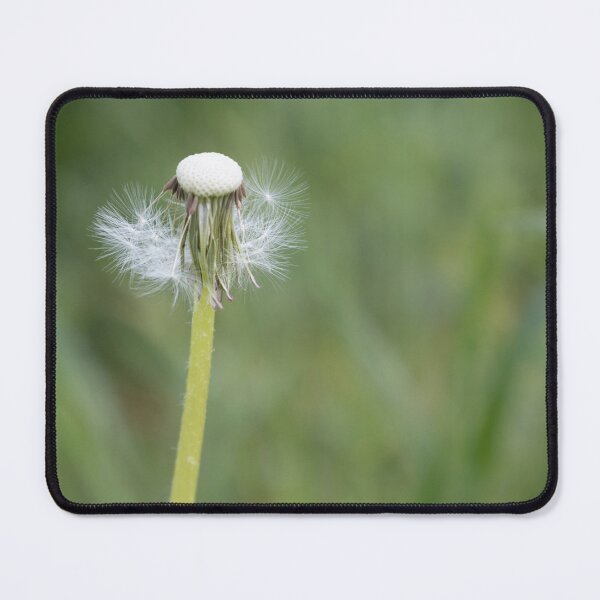 Item preview, Blowball designed and sold by Calidris Fotografie Steffi & Ben Köppler.