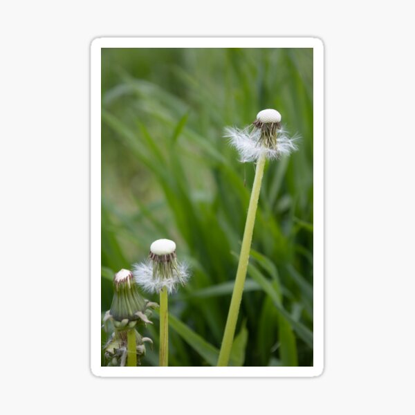 Item preview, Blowballs designed and sold by Calidris Fotografie Steffi & Ben Köppler.