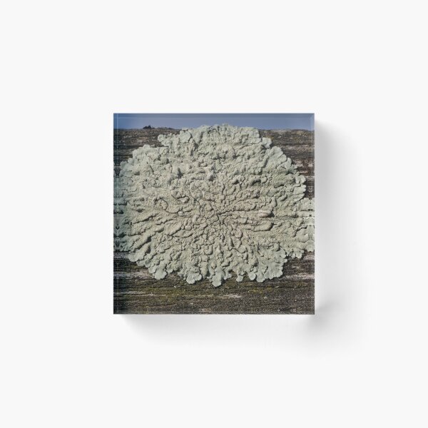 Item preview, Lichen designed and sold by Calidris Fotografie Steffi & Ben Köppler.