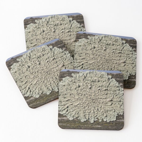 Item preview, Lichen designed and sold by Calidris Fotografie Steffi & Ben Köppler.