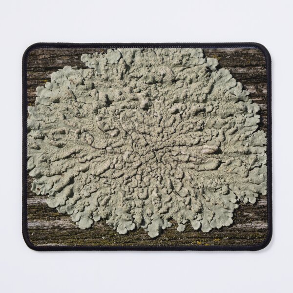 Item preview, Lichen designed and sold by Calidris Fotografie Steffi & Ben Köppler.