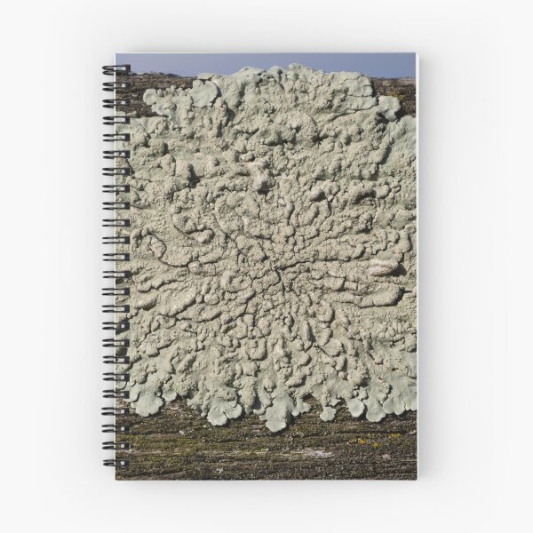 Item preview, Lichen designed and sold by Calidris Fotografie Steffi & Ben Köppler.
