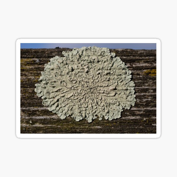 Item preview, Lichen designed and sold by Calidris Fotografie Steffi & Ben Köppler.