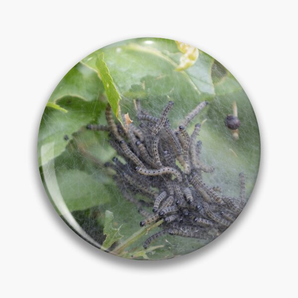 Item preview, Caterpillars designed and sold by Calidris Fotografie Steffi & Ben Köppler.