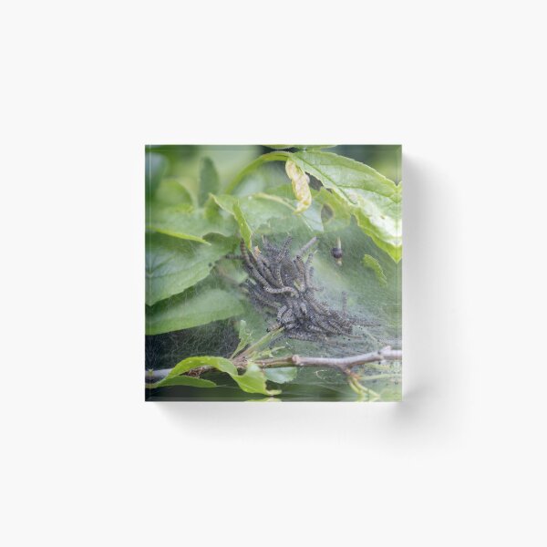 Item preview, Caterpillars designed and sold by Calidris Fotografie Steffi & Ben Köppler.