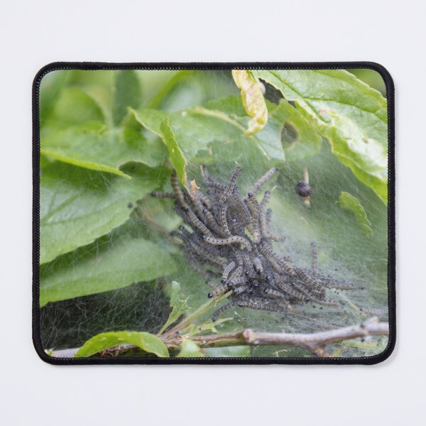 Item preview, Caterpillars designed and sold by Calidris Fotografie Steffi & Ben Köppler.