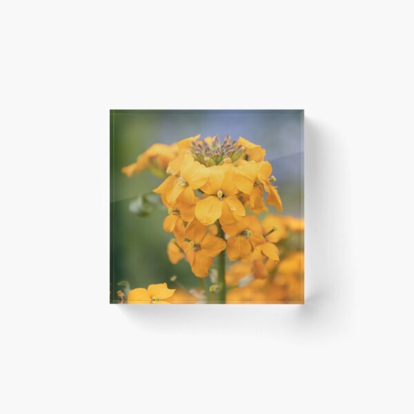 Item preview, Wallflower designed and sold by Calidris Fotografie Steffi & Ben Köppler.