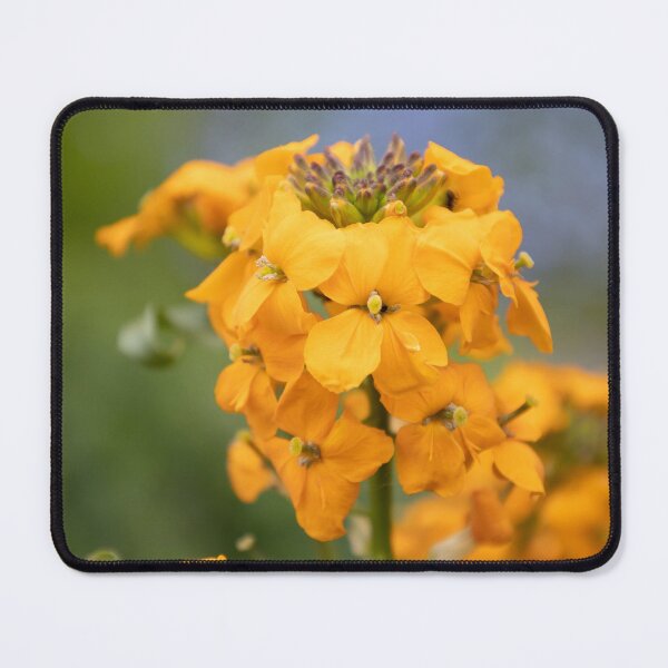 Item preview, Wallflower designed and sold by Calidris Fotografie Steffi & Ben Köppler.
