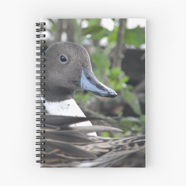 Item preview, Northern Pintail designed and sold by Nature's Reflections.
