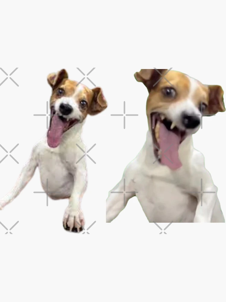 Dog Trying Not To Laugh Gif Dog Trying Not To Laugh Gif Try Not To