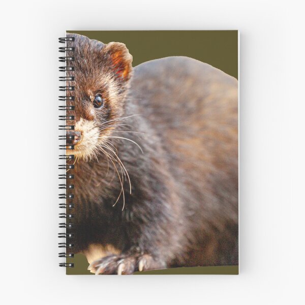 Item preview, Polecat Ferret designed and sold by Dalyndigital Photography.