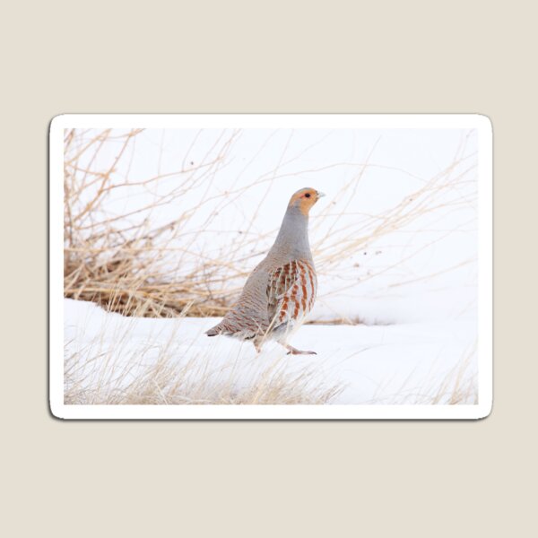Grey Partridge Magnet
