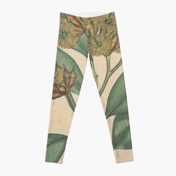 Botanical illustration: Eucalyptus robusta – State Library Victoria Leggings