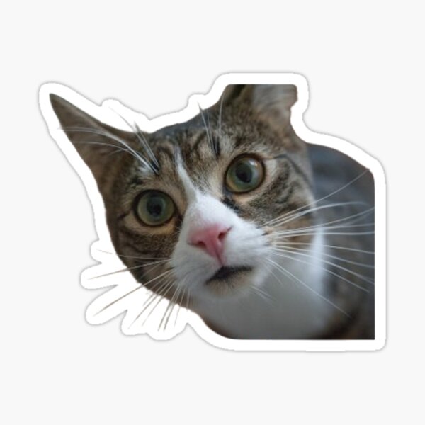 Item preview, Meme Cats  Stickers designed and sold by MySilva95.