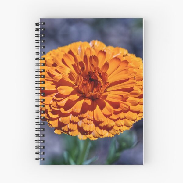 Item preview, Calendula Officinalis - Caléndula - Jardines Ingleses designed and sold by LucaRocchini.