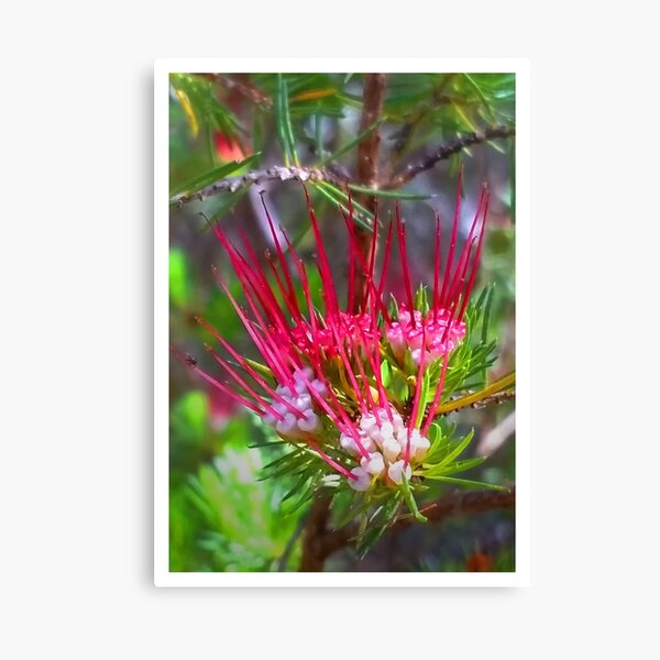 Item preview, Corymbia Ficifolia designed and sold by Alexey Dubrovin.
